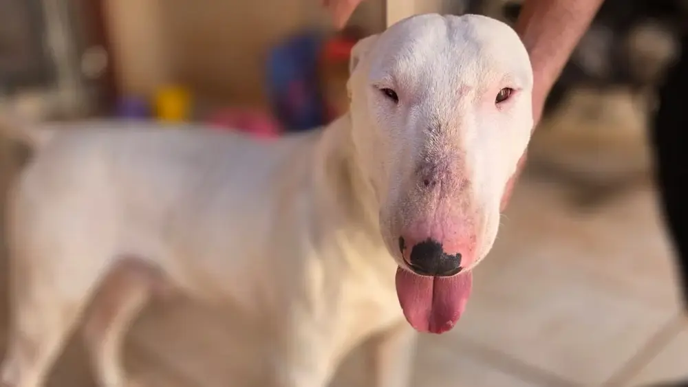 Bull terrier é resgatado em padaria e tutor é procurado