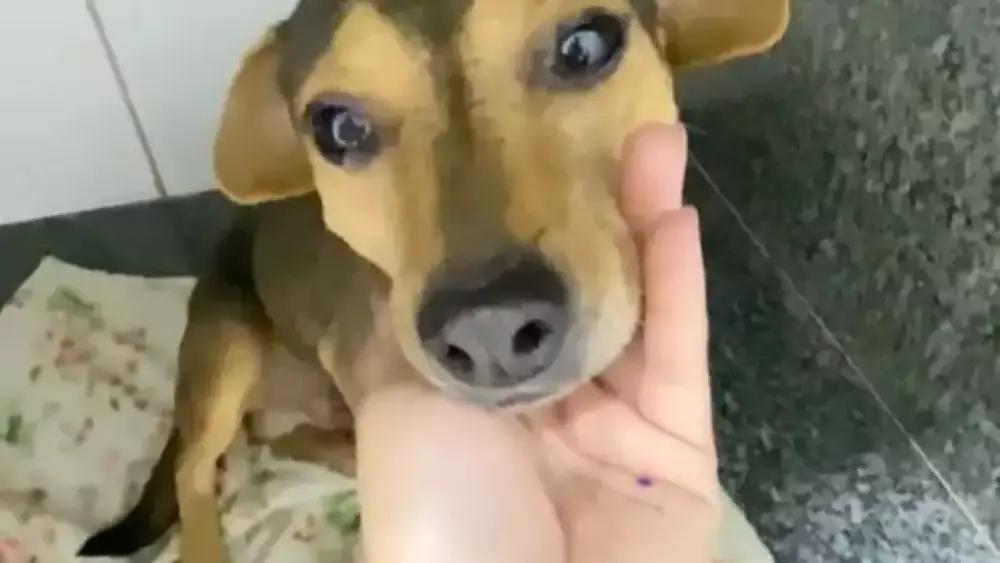 Cão Sorriso, vítima de abandono e atropelamento, busca lar