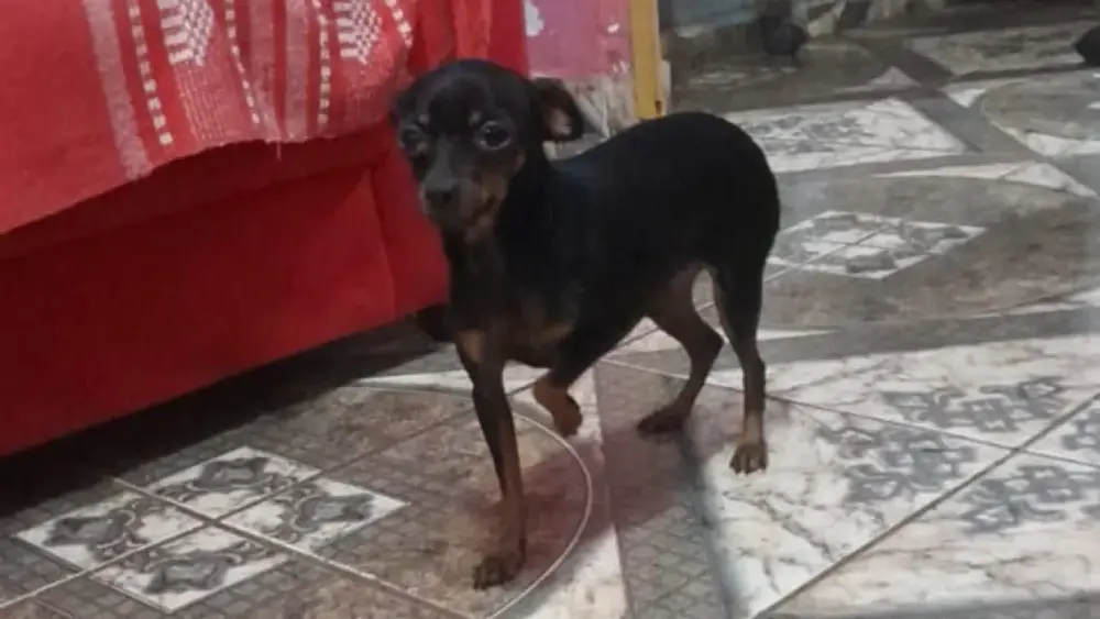 Criança com febre após sumiço de pinscher em Campo Grande