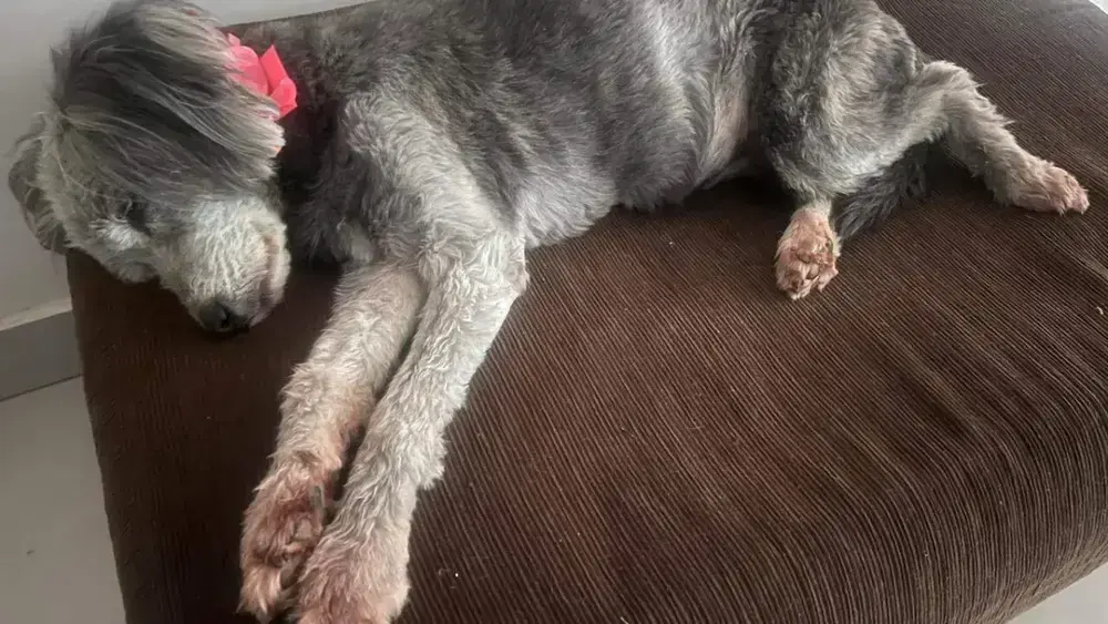 Família busca cadela idosa desaparecida no Taveirópolis