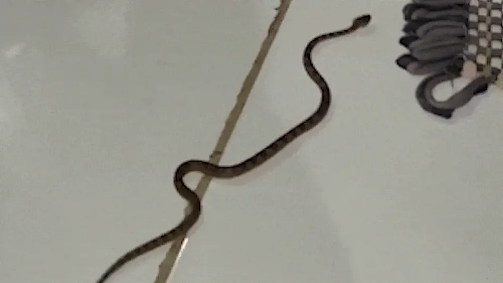 Homem resgata jararaca dentro de casa no Pantanal