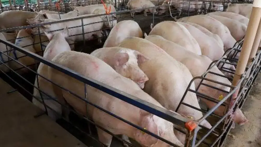 MS amplia produção de suínos em 18%, mas preço cai 25%