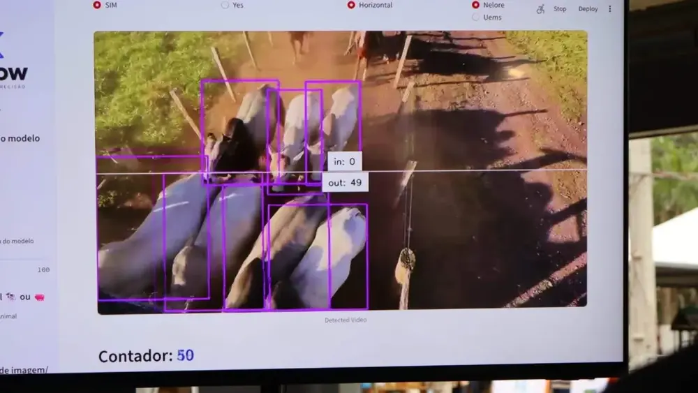 Startup de MS cria IA que identifica bovinos por imagem